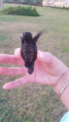 Westin Dawn Beach Resort & Spa Plays Host to Nesting Sea Turtles Sea turtle at Westin Dawn Beach Resort & Spa